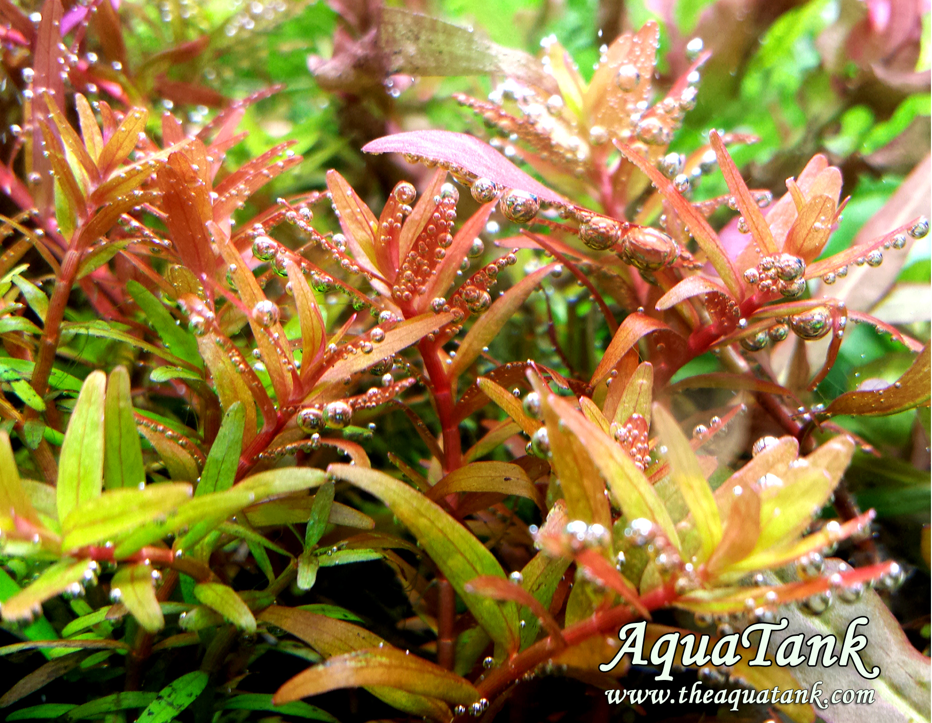 Rotala Singapore aquarium plant AquaTank Rare Aquarium Plants